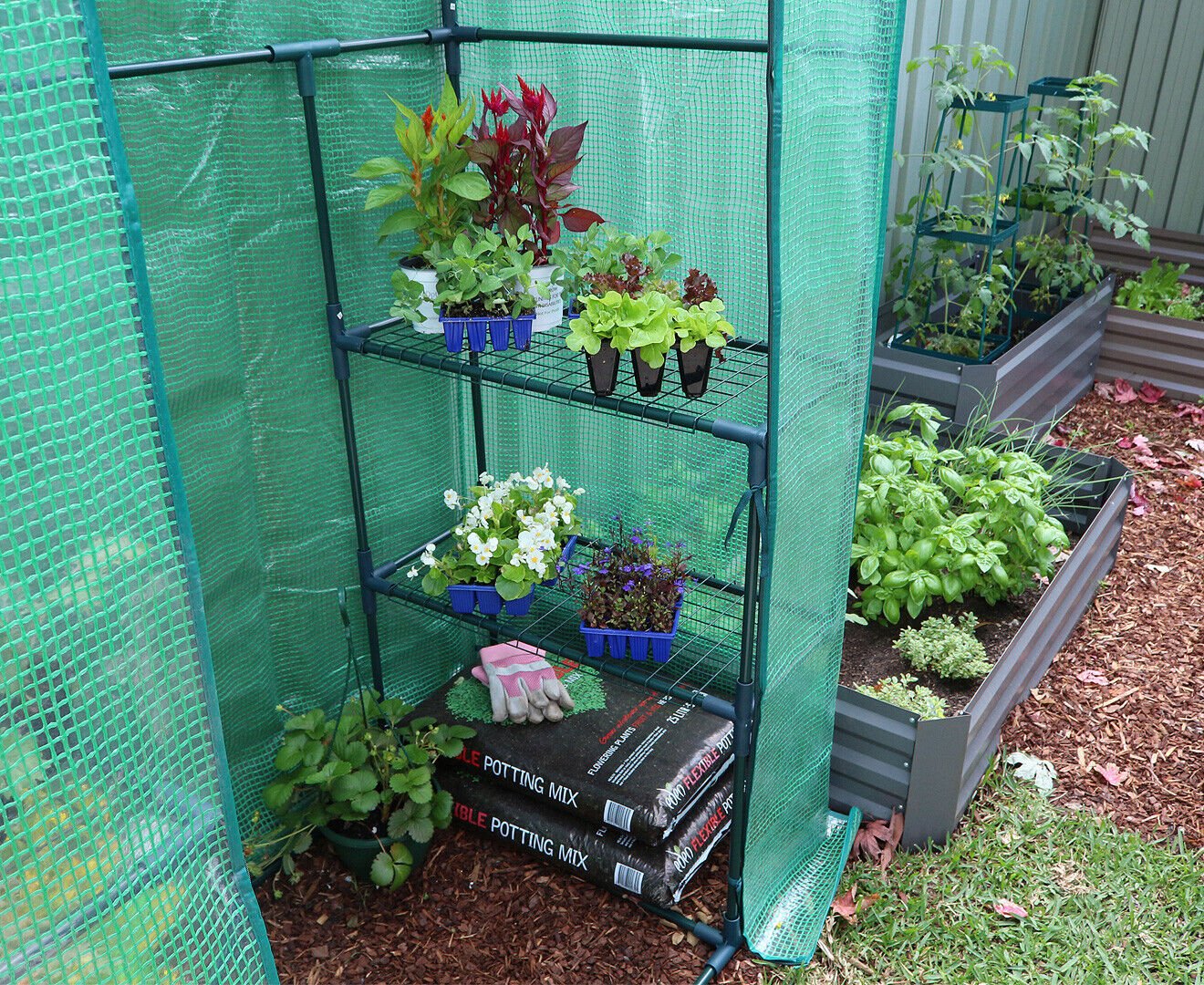 Green House W/ Shelves Greenhouse Walk In Hot Shade House Seedlings Shed Storage - Homegrown - StoresHomegrown - StoresGLGH2